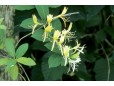 Lonicera japonica (Mâna Maicii Domnului)